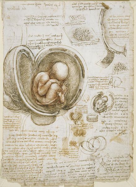 File:Leonardo da Vinci - Studies of the foetus in the womb.jpg