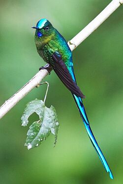 Long-tailed Sylph.jpg