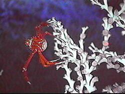 Photo of squat lobster suspending itself from coral branch