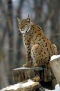 Spotted tawny Eurasian Lynx on a stump