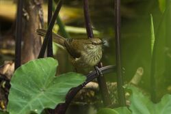 Madagascar Swamp Warbler - Madagascar S4E6923 (17142835078).jpg