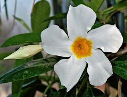 Mandevilla boliviensis.jpg