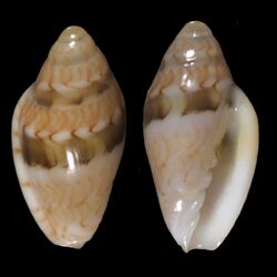 Marginella bavayi 001.jpg