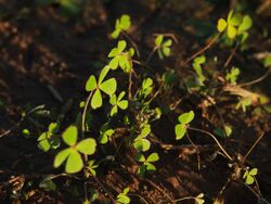 Marsilea leaves.jpg