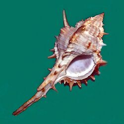 Muricidae - Vokesimurex kiiensis.JPG