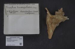 Naturalis Biodiversity Center - RMNH.MOL.130516 - Boreotrophon triangulatus (Carpenter, 1864) - Muricidae - Mollusc shell.jpeg