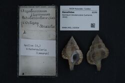 Naturalis Biodiversity Center - RMNH.MOL.192934 - Gyrineum bituberculare (Lamarck, 1816) - Ranellidae - Mollusc shell.jpeg