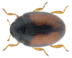 Nephus redtenbacheri (Mulsant, 1846).png