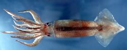 Northern shortfin squid (Illex illecebrosus).jpg