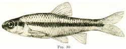 Illustration of "Notropis heterodon"