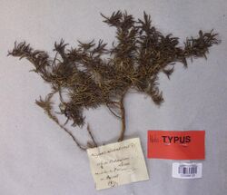 Oldenlandia adscensionis holotype.jpg