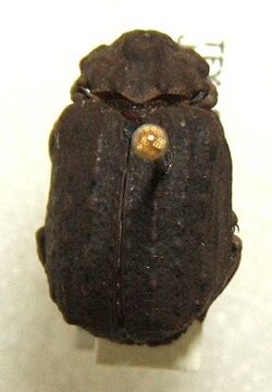 Omorgus fuliginosus sjh.cropped.jpg