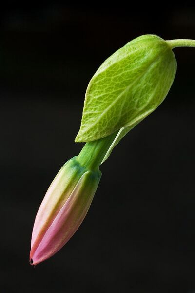 File:Passiflora tarminiana flower.jpg