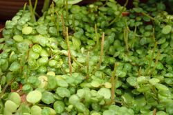 Peperomia prostrata kz01.jpg