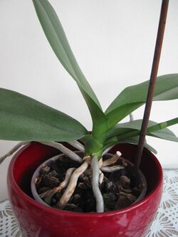 Phaelinopsis plant showing monopodial growth.JPG