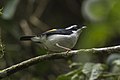 Pied Shrike-Babbler - Gunung Gede - West Java MG 4305 (29522052570).jpg