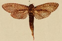 Pl.14-08-Callocossus langi=Alophonotus rauana (Strand, 1909).JPG