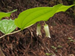 Prosartes smithii3614419672.jpg