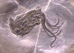 Proteroctopus ribeti.jpg