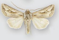 Protogygia biclavis (male).JPG