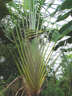 Ravenala madagascariensis plantae 1.png