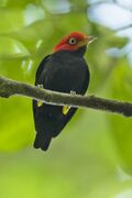 Red-capped Manakin - Rio Tigre - Costa Rica MG 8090 (26651295756).jpg