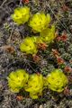 Roadside BrittlePickly-Pear Cactus (Opuntia fragillis) near Savona - (28560479001).jpg