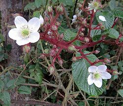 Rubus adenotrichus 1.jpg