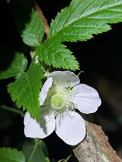 Rubus queenslandicus 217873129.jpg