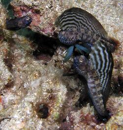 Sailfin Blennys Temper Flaring.jpg