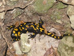 Salamander Israel.jpg