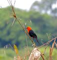 Scarlet-headed Blackbird (Amblyramphus holosericeus) (28849092122).jpg