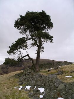 Scots pine, Crow Wood. - geograph.org.uk - 139303.jpg