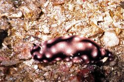 Sea Slug (Paradoris liturata) (7976391181).jpg