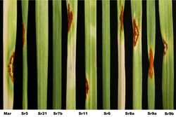Race differential (Infected and uninfected leaves, depending on specific resistance genes)