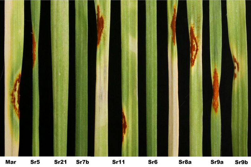 File:Stem rust on differential lines wheat.jpg