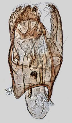 Stigmella obliquella, Fenn's Moss, England, 2013 (20358638714).jpg