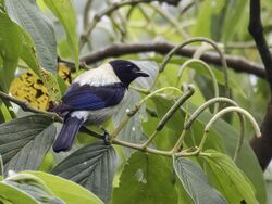 Stilpnia cyanoptera - Black-headed Tanager - male (cropped).jpg