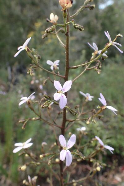 File:Stylidium laricifolium.jpg