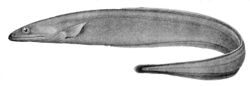 Synaphobranchus affinis.jpg