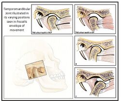 TMJ movements.jpg