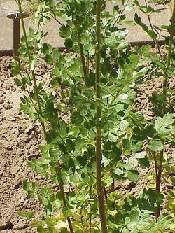 Thalictrum flavum1.jpg