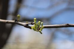 Tree bud in spring f1.8.jpg