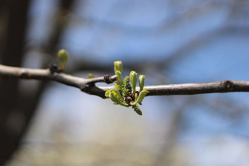 File:Tree bud in spring f1.8.jpg