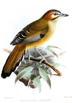 TrochalopteronCinereicepsKeulemans.jpg