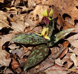 Trout lily pair square.jpg