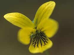Viola pubescens scabriuscula FWS-2.jpg