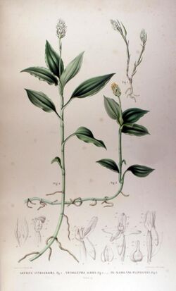 Vrydagzynea albida - Karl Ludwig von Blume - Collection des Orchidées les plus remarquables de l'archipel Indien et du Japon (1858).jpg
