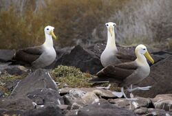 Waved Albatross (Phoebastria irrorata) -3 on Espanola.jpg