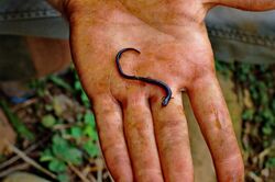 Worm Salamander (5702178730) (2).jpg